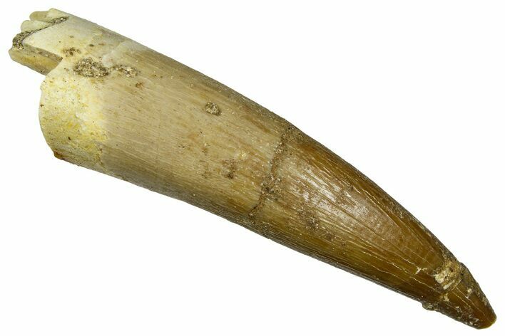 Fossil Plesiosaur (Zarafasaura) Tooth - Morocco #369976